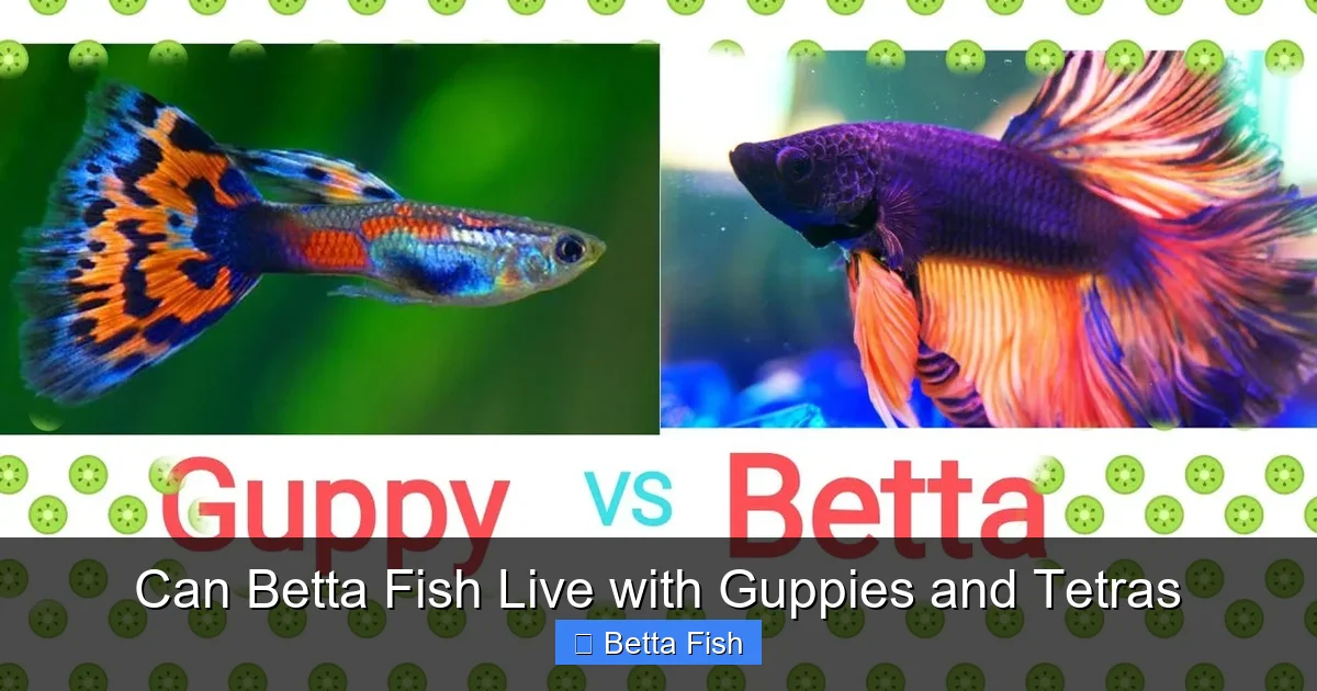 Can Betta Fish Live with Guppies and Tetras