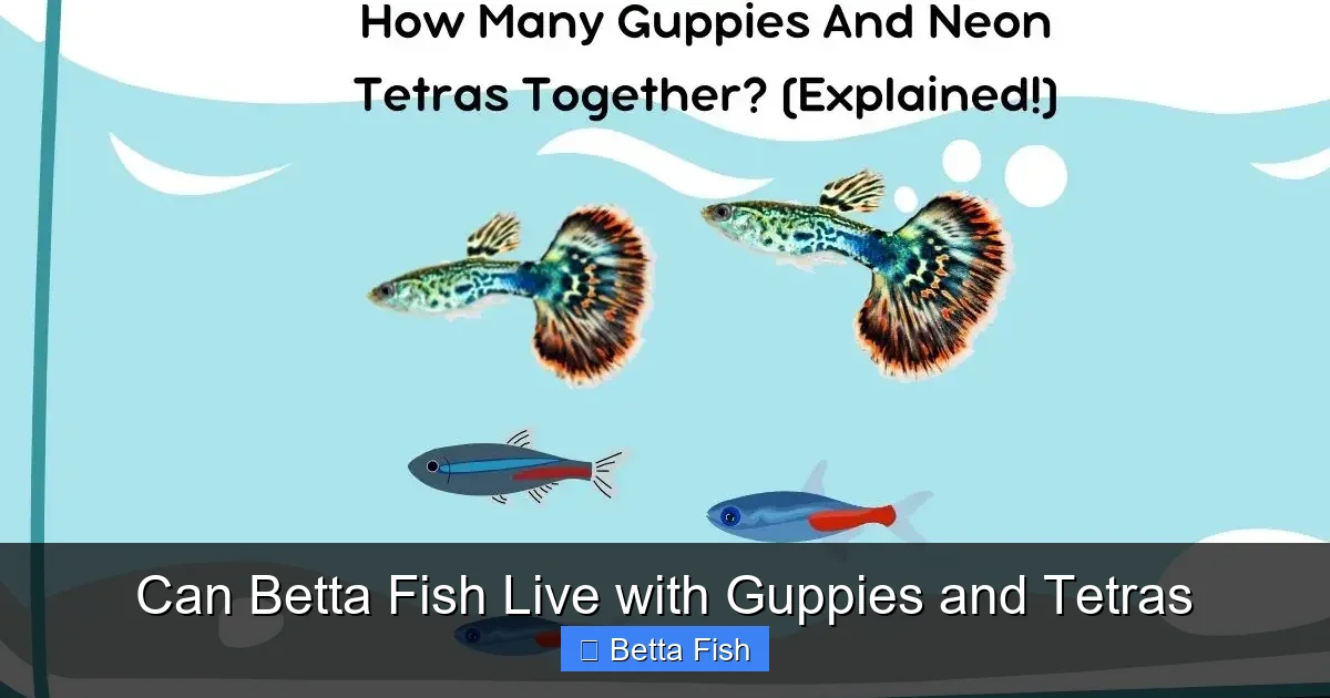 Can Betta Fish Live with Guppies and Tetras