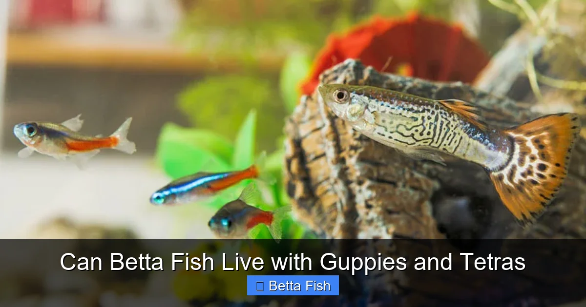 Can Betta Fish Live with Guppies and Tetras