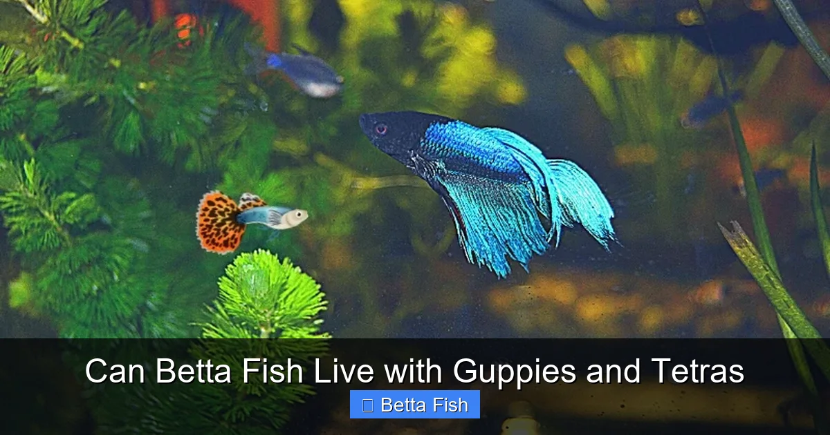 Can Betta Fish Live with Guppies and Tetras