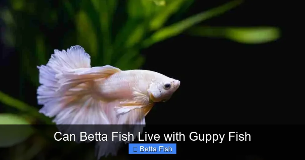 Can Betta Fish Live with Guppy Fish