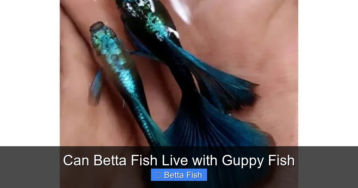 Can Betta Fish Live with Guppy Fish