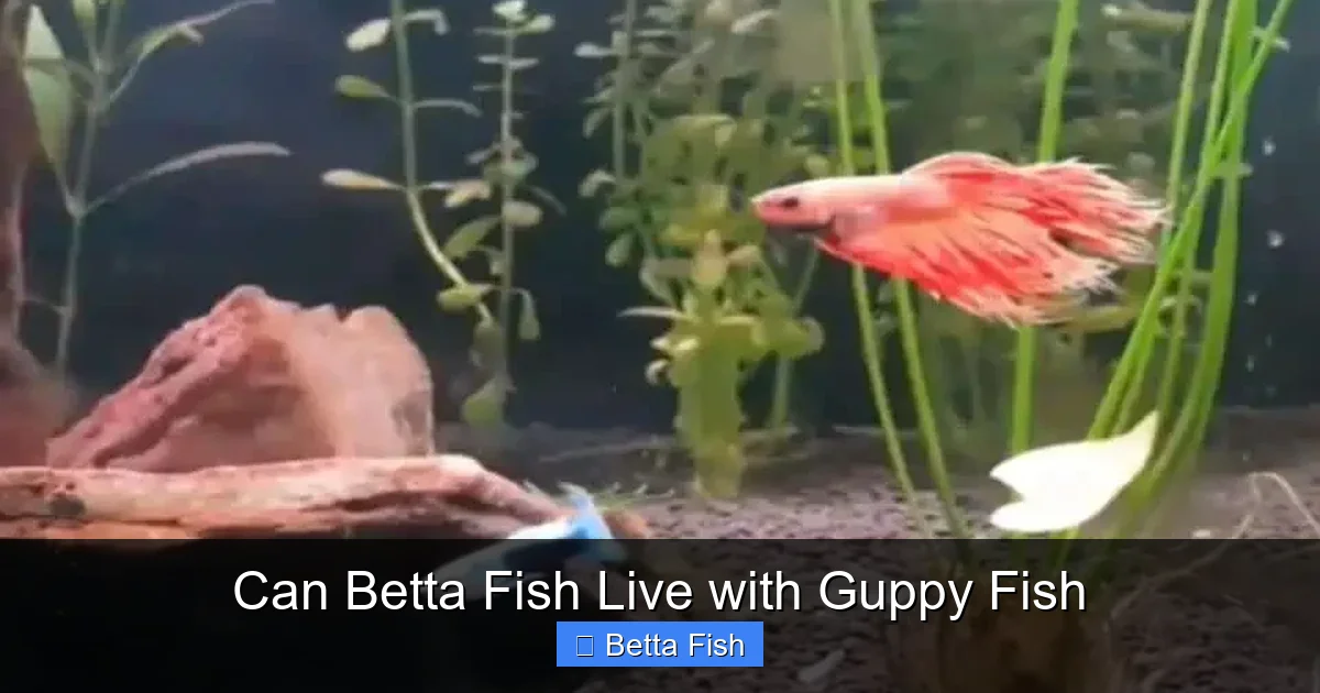 Can Betta Fish Live with Guppy Fish