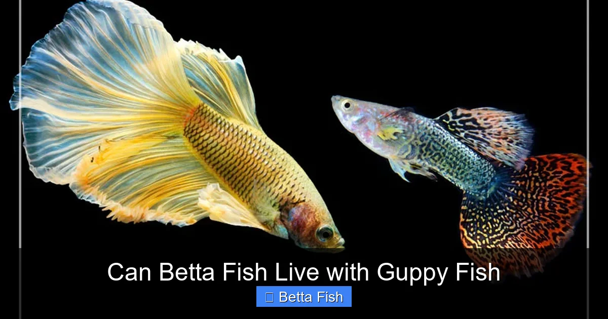 Can Betta Fish Live with Guppy Fish