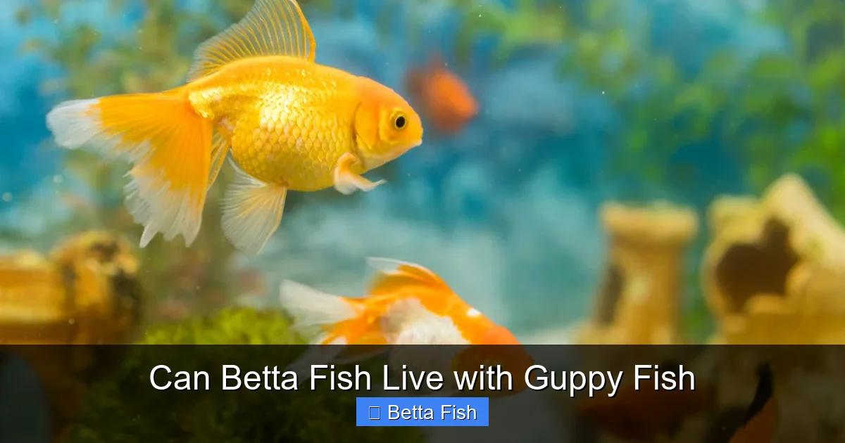 Can Betta Fish Live with Guppy Fish
