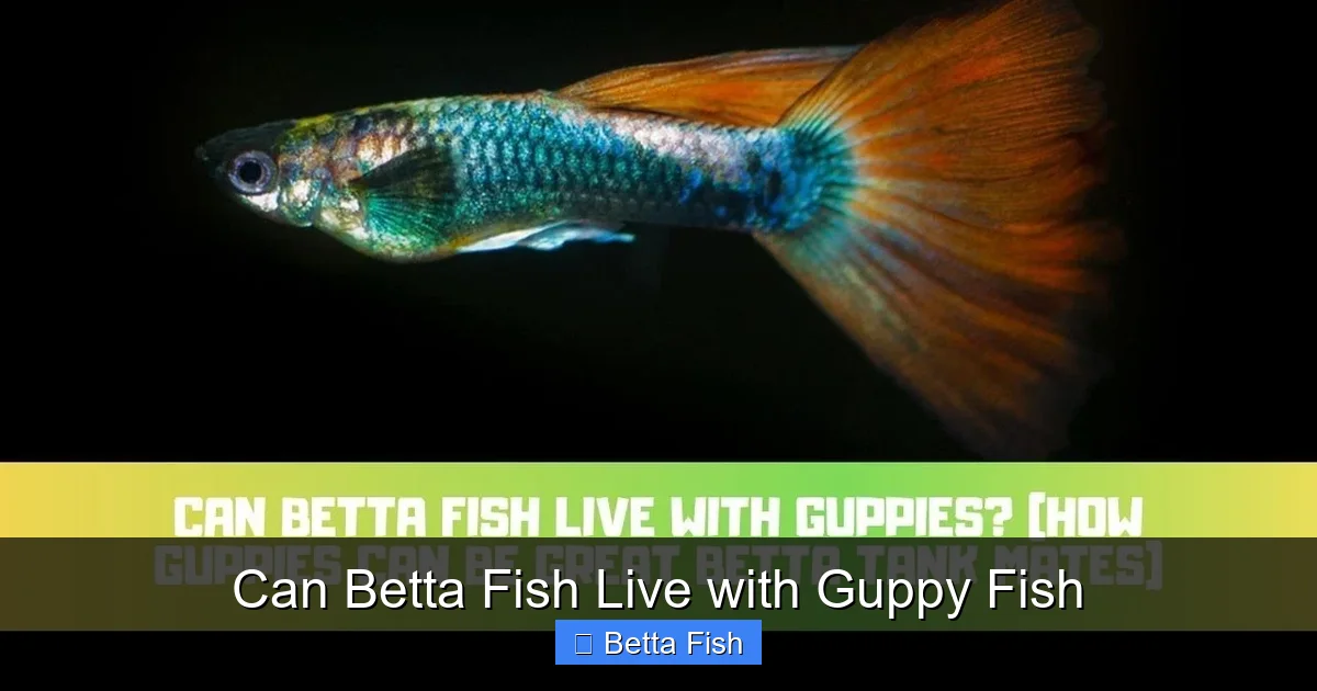 Can Betta Fish Live with Guppy Fish