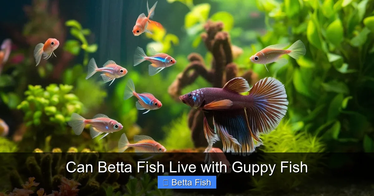 Can Betta Fish Live with Guppy Fish