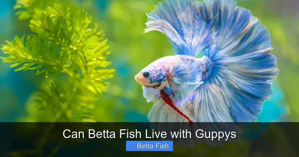 Can Betta Fish Live with Guppys
