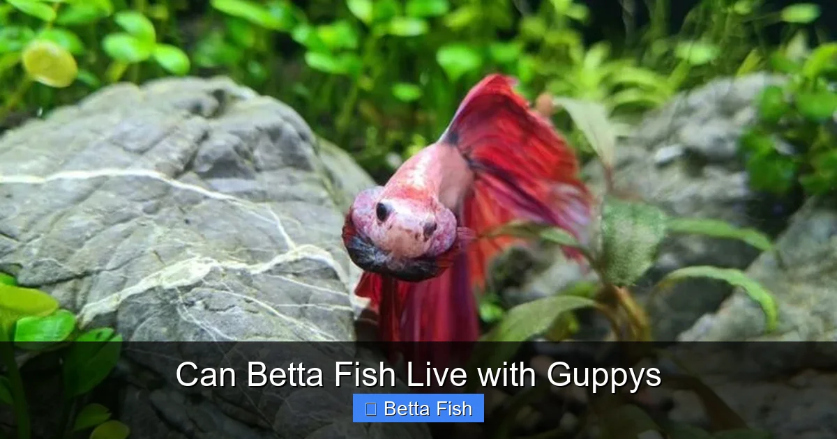 Can Betta Fish Live with Guppys