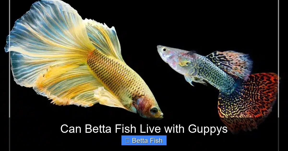 Can Betta Fish Live with Guppys