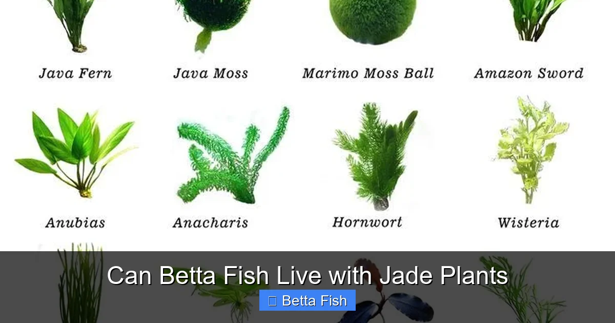 Can Betta Fish Live with Jade Plants