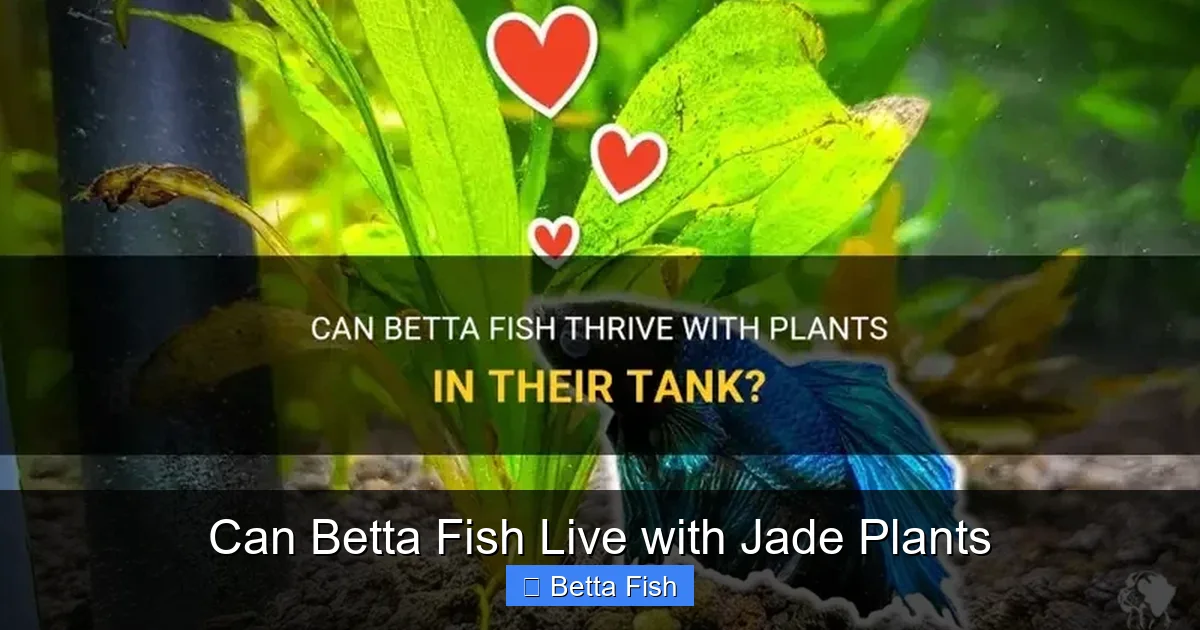 Can Betta Fish Live with Jade Plants