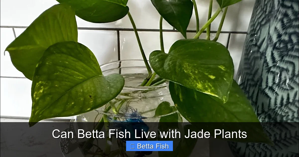 Can Betta Fish Live with Jade Plants