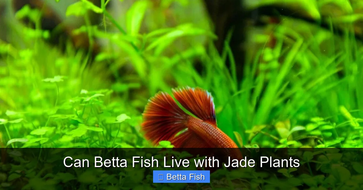 Can Betta Fish Live with Jade Plants