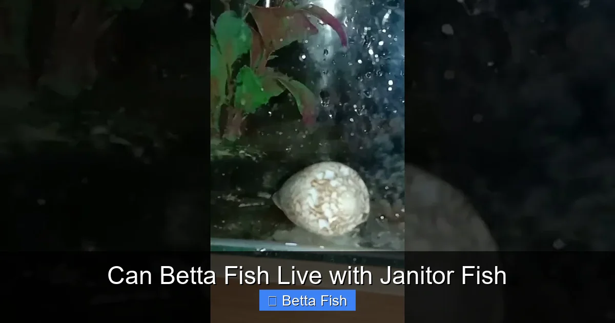 Can Betta Fish Live with Janitor Fish