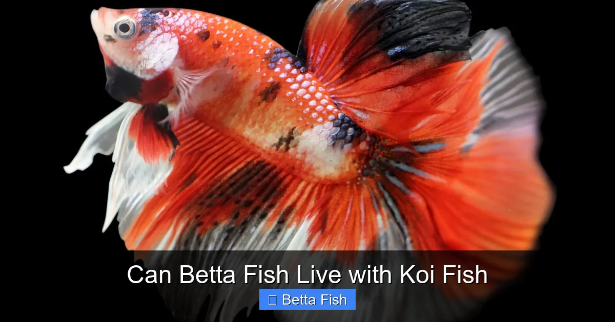Can Betta Fish Live with Koi Fish