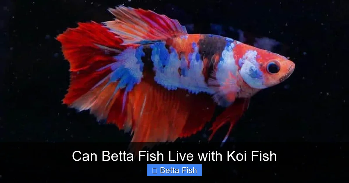 Can Betta Fish Live with Koi Fish
