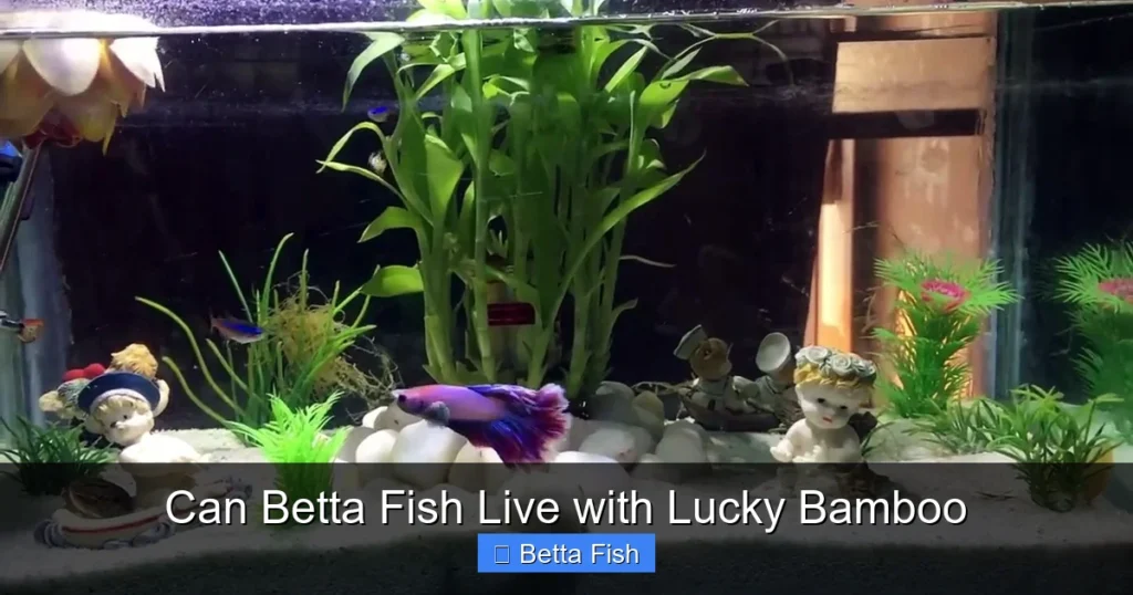 Can Betta Fish Live with Lucky Bamboo