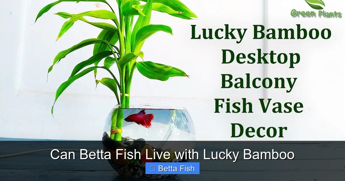 Can Betta Fish Live with Lucky Bamboo