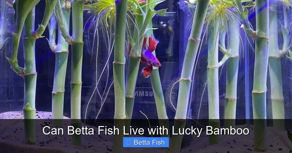 Can Betta Fish Live with Lucky Bamboo