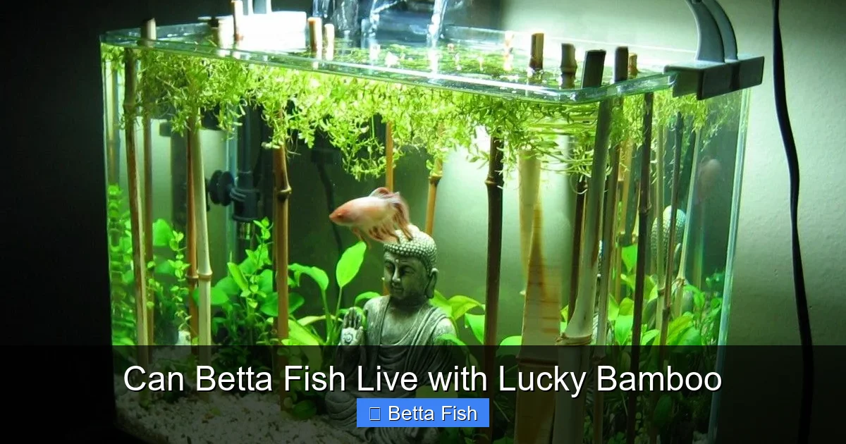 Can Betta Fish Live with Lucky Bamboo