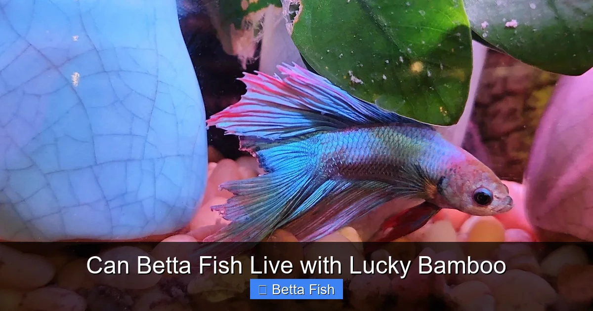 Can Betta Fish Live with Lucky Bamboo