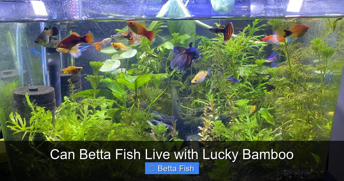 Can Betta Fish Live with Lucky Bamboo