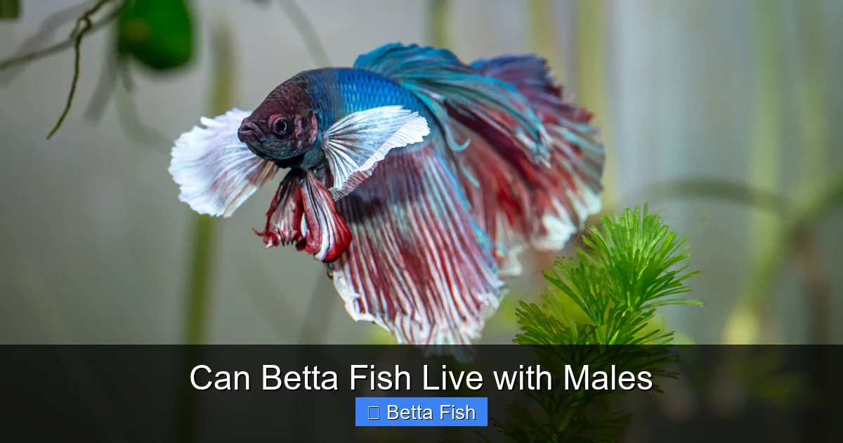 Can Betta Fish Live with Males