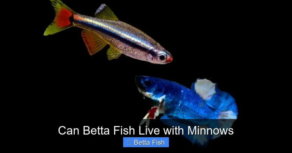 Can Betta Fish Live with Minnows