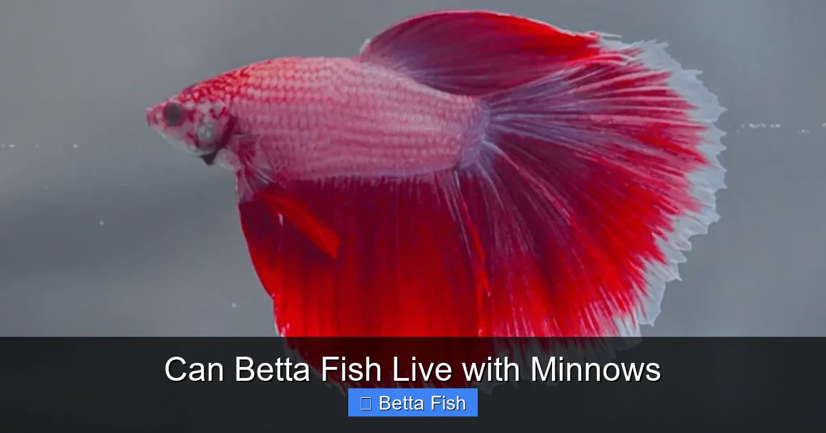 Can Betta Fish Live with Minnows