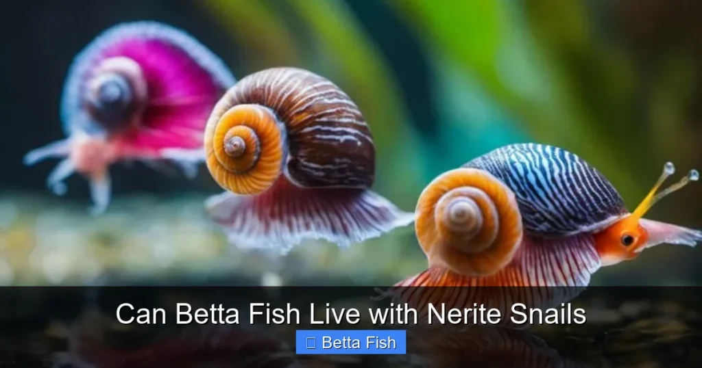 Can Betta Fish Live with Nerite Snails