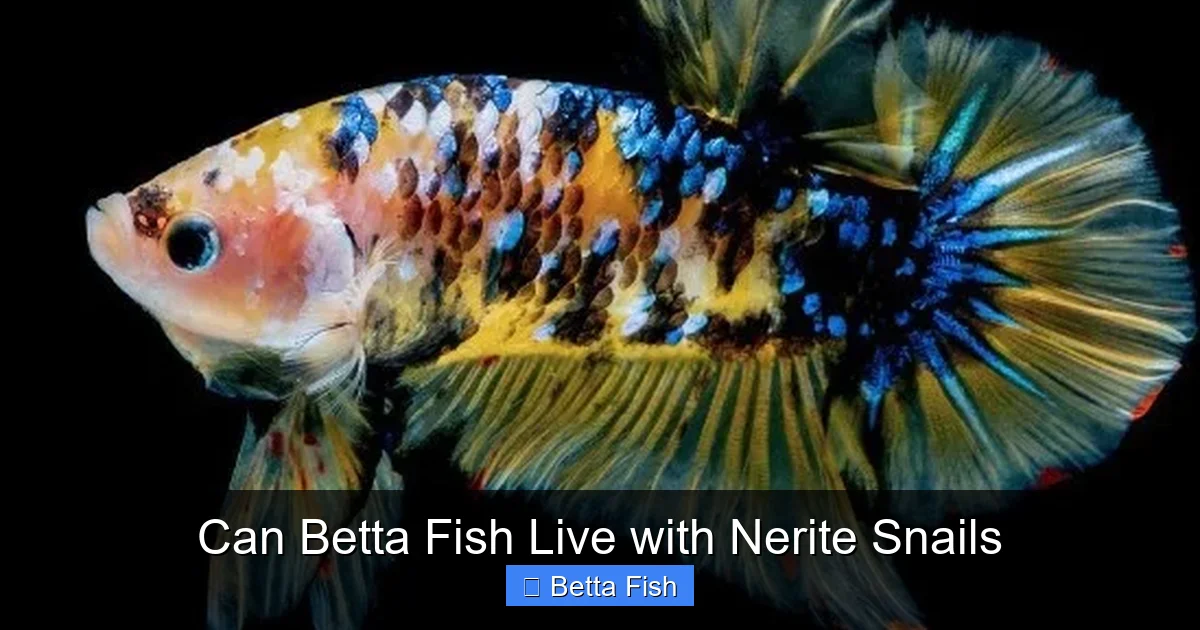 Can Betta Fish Live with Nerite Snails