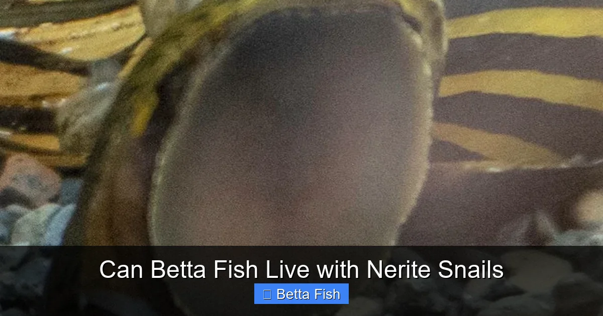 Can Betta Fish Live with Nerite Snails