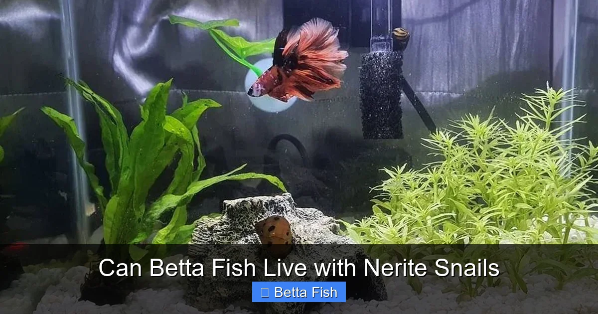 Can Betta Fish Live with Nerite Snails