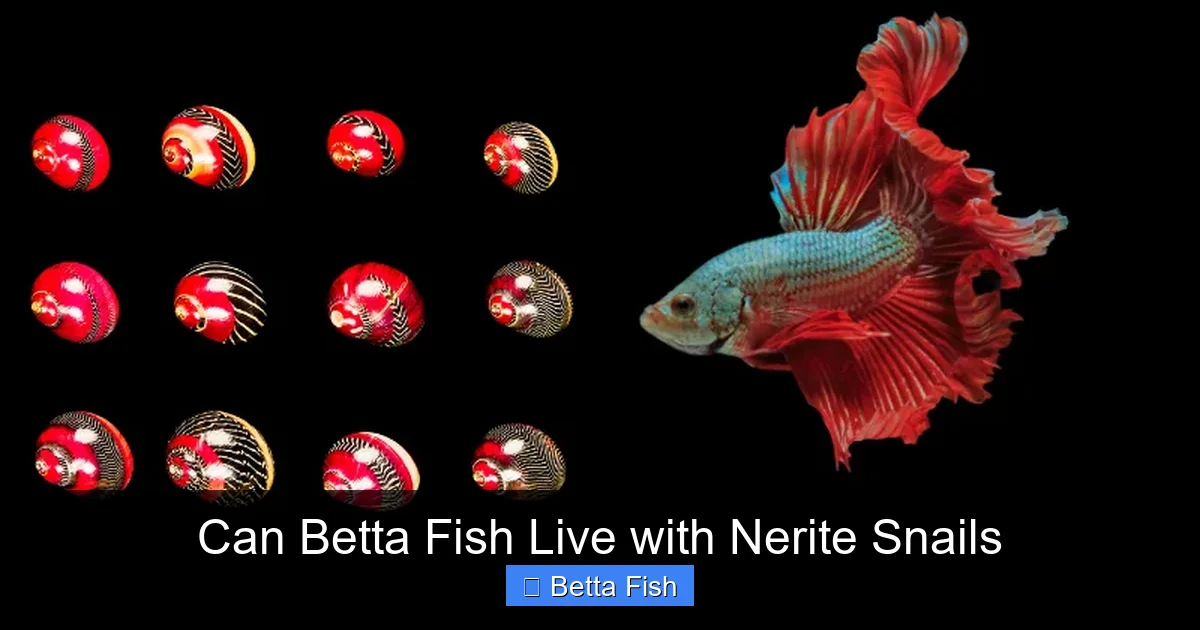 Can Betta Fish Live with Nerite Snails