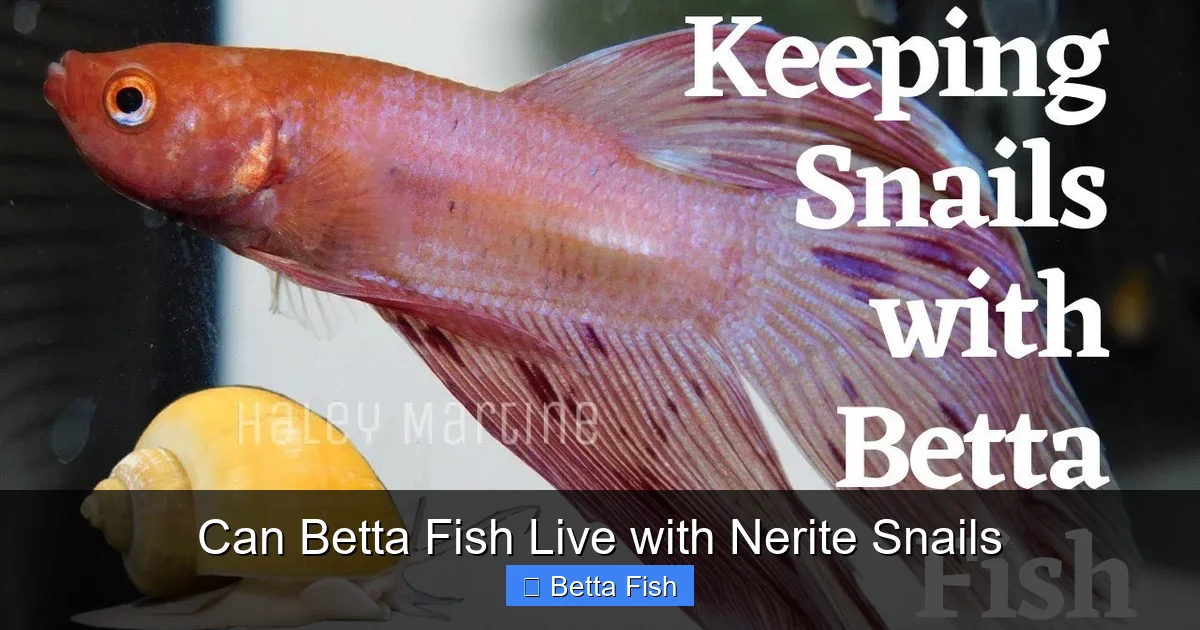 Can Betta Fish Live with Nerite Snails