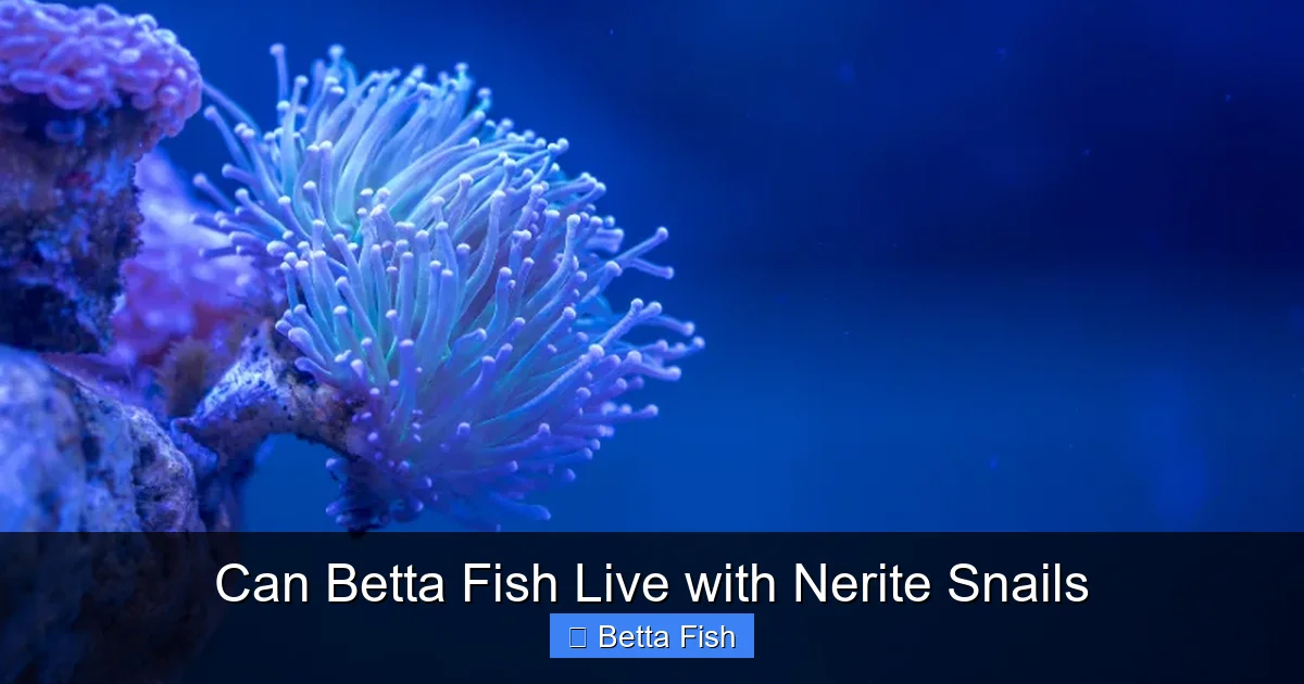 Can Betta Fish Live with Nerite Snails