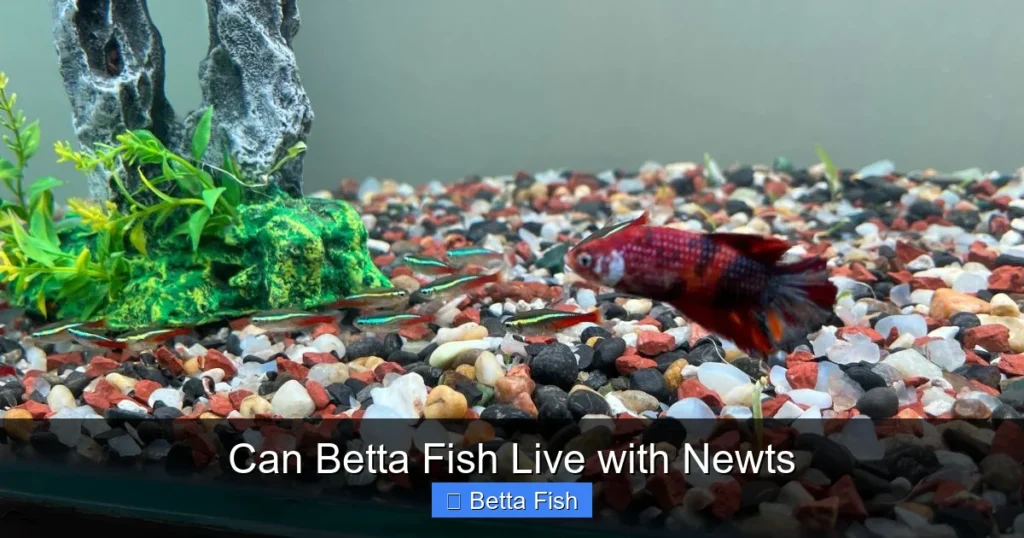 Can Betta Fish Live with Newts