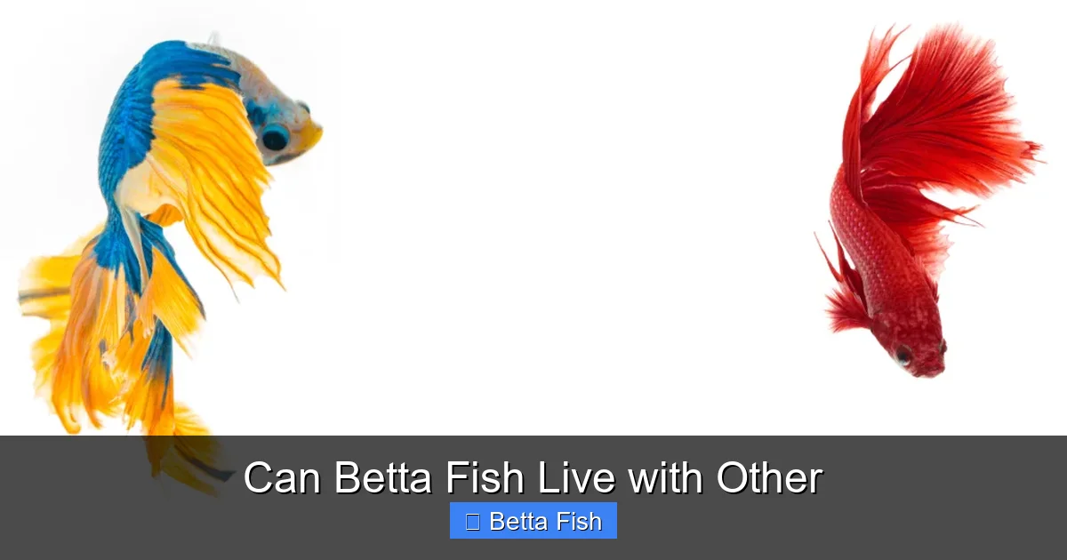 Can Betta Fish Live with Other