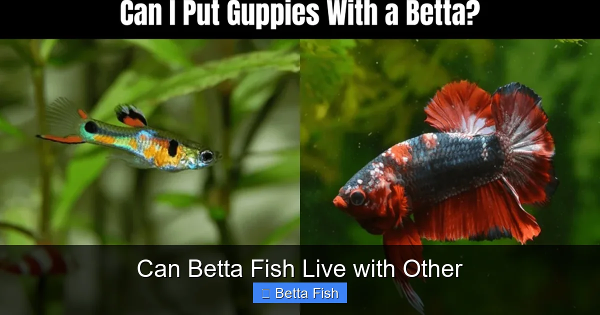 Can Betta Fish Live with Other