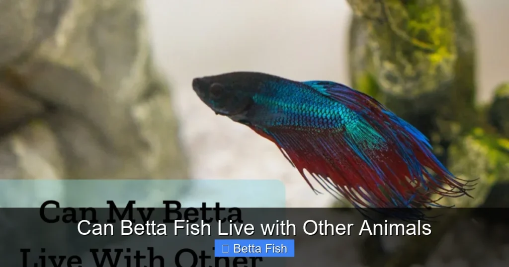 Can Betta Fish Live with Other Animals