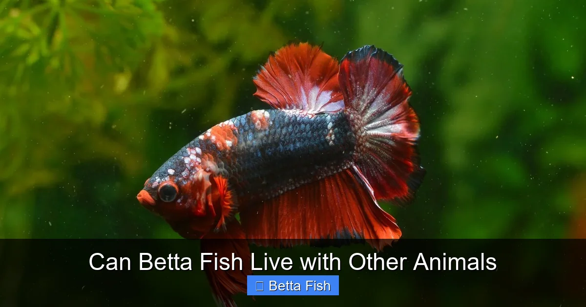 Can Betta Fish Live with Other Animals