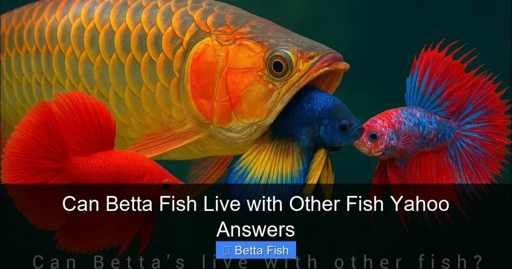 Can Betta Fish Live with Other Fish Yahoo Answers