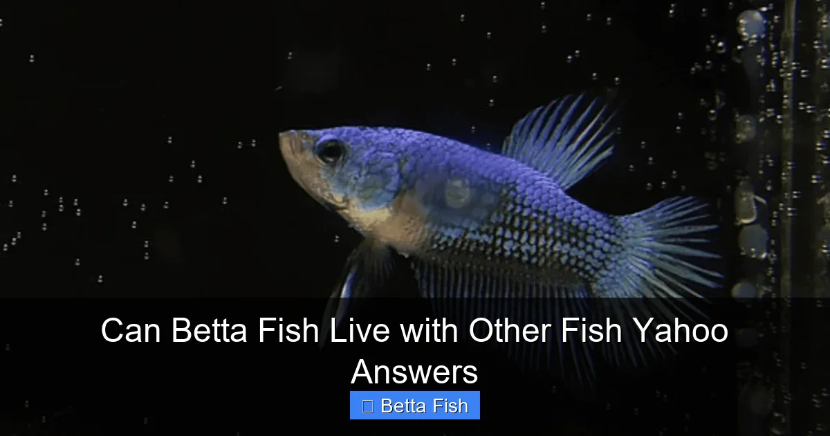 Can Betta Fish Live with Other Fish Yahoo Answers