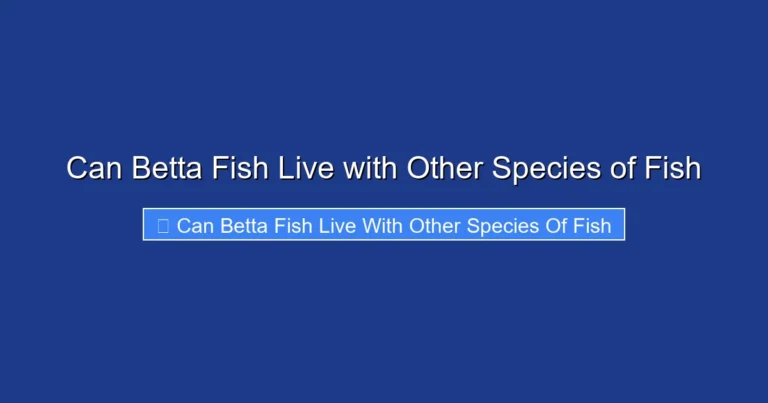 Can Betta Fish Live with Other Species of Fish
