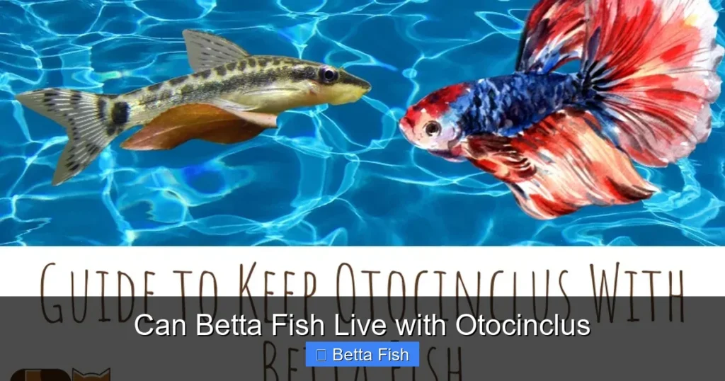 Can Betta Fish Live with Otocinclus