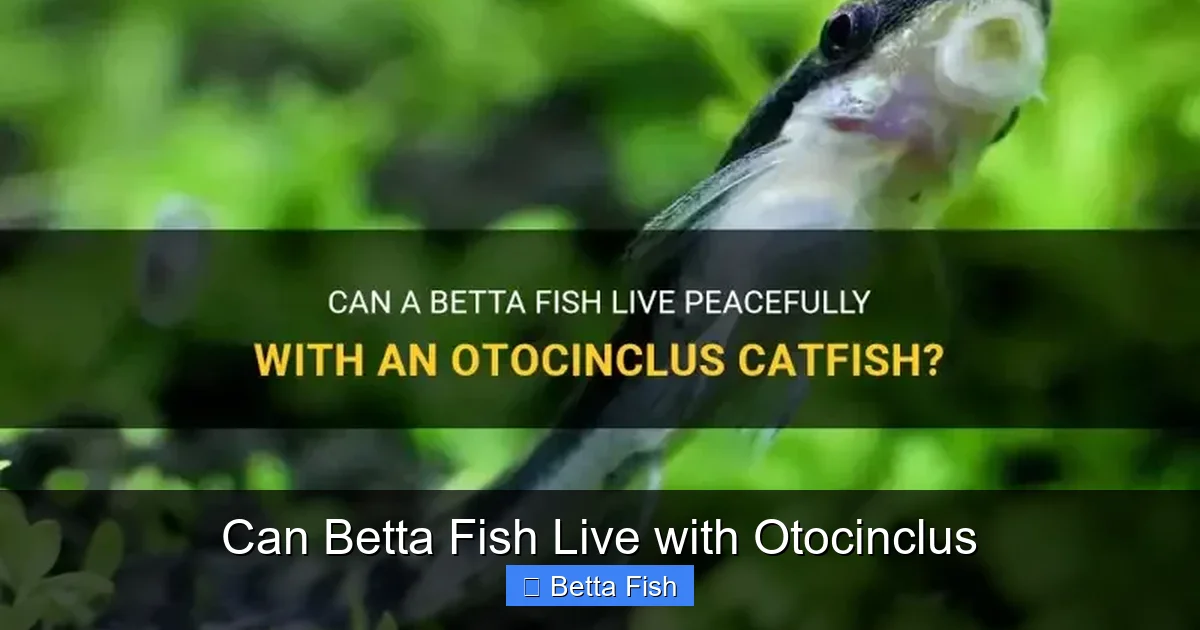 Can Betta Fish Live with Otocinclus