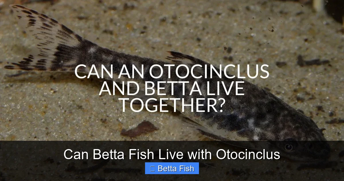 Can Betta Fish Live with Otocinclus