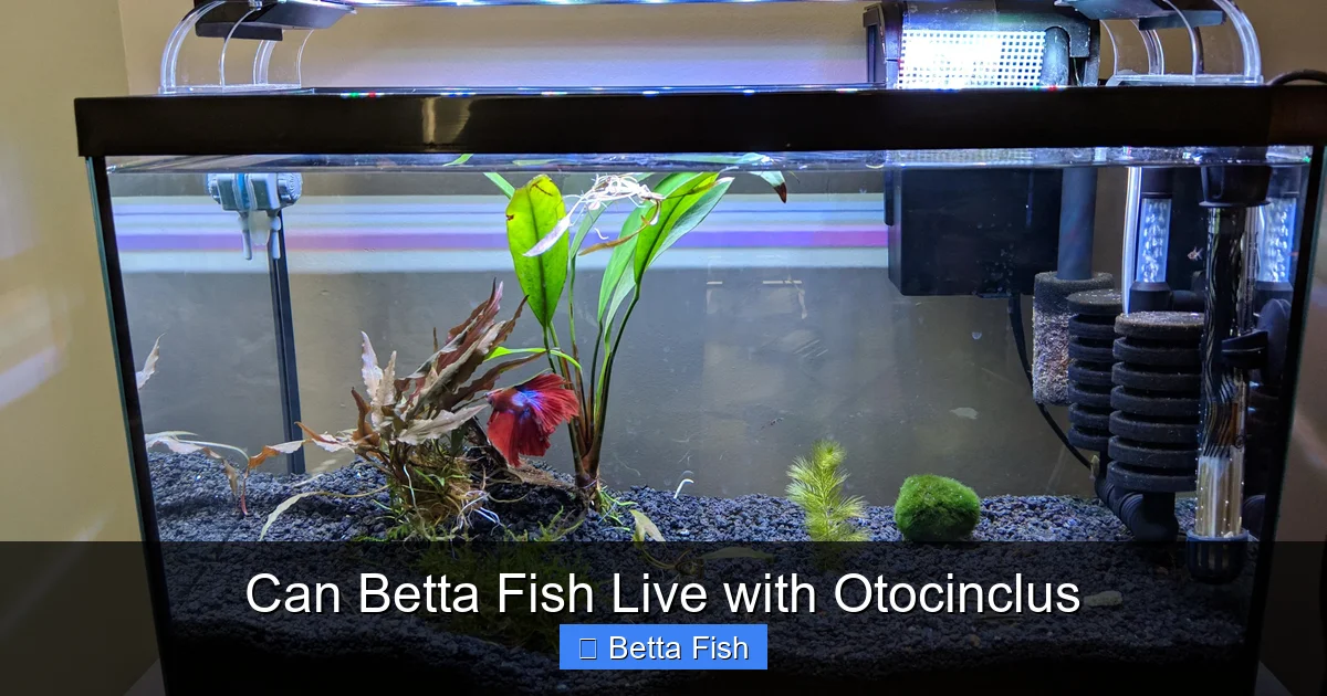 Can Betta Fish Live with Otocinclus