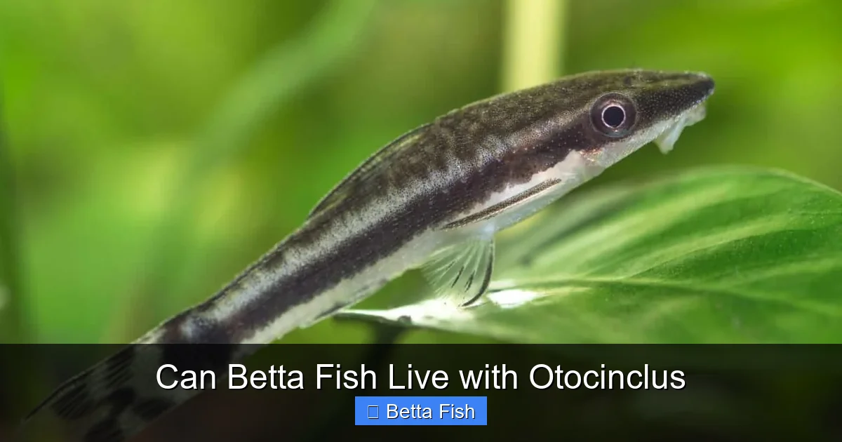 Can Betta Fish Live with Otocinclus